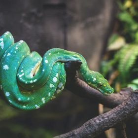 Les Serpents rêvent-ils