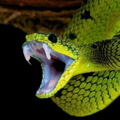 La symbolique du serpent, cet animal de légende